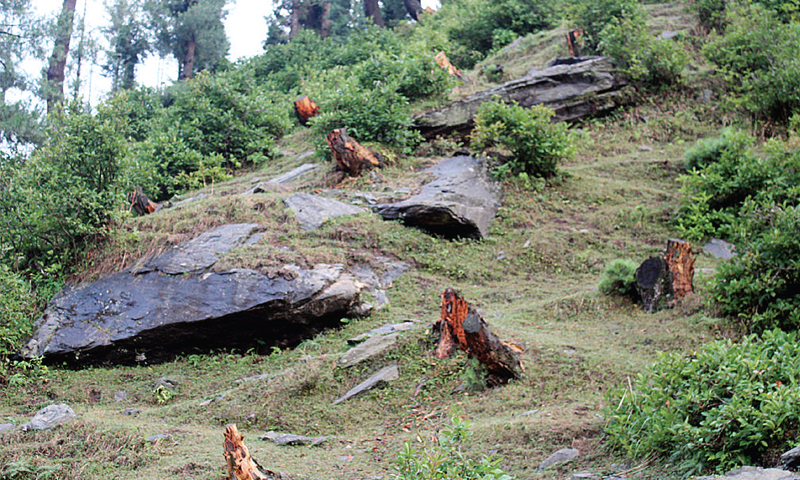 Illegal Logging and Farming Rampant in Uttarakhands Forests: Allegations of Mafia Rule