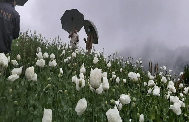 Indian Air Force Launches Aerial Campaign to Combat Illicit Opium Cultivation in Manipur