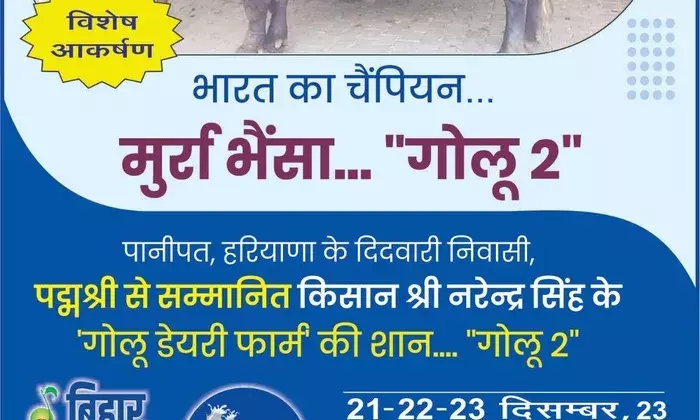 Bihar Diary & Cattle Expo 23: CM Nitish Kumar to Inaugurate, Golu 2 Murrah Bull to Attract Spotlight