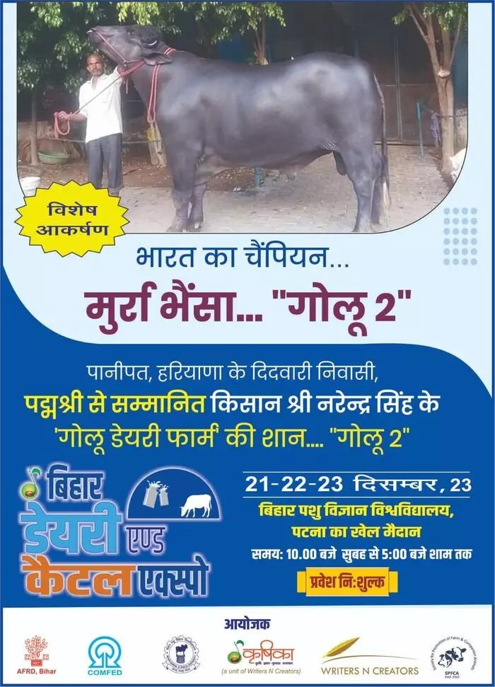 Bihar Diary & Cattle Expo 23: CM Nitish Kumar to Inaugurate, Golu 2 Murrah Bull to Attract Spotlight Bihar Diary & Cattle Expo 23: CM Nitish Kumar to Inaugurate, Golu 2 Murrah Bull to Attract Spotlight