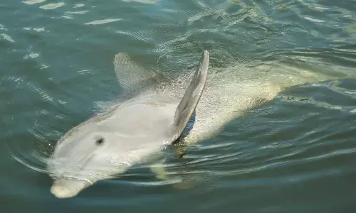Indias First National Dolphin Research Centre Opens in Patna