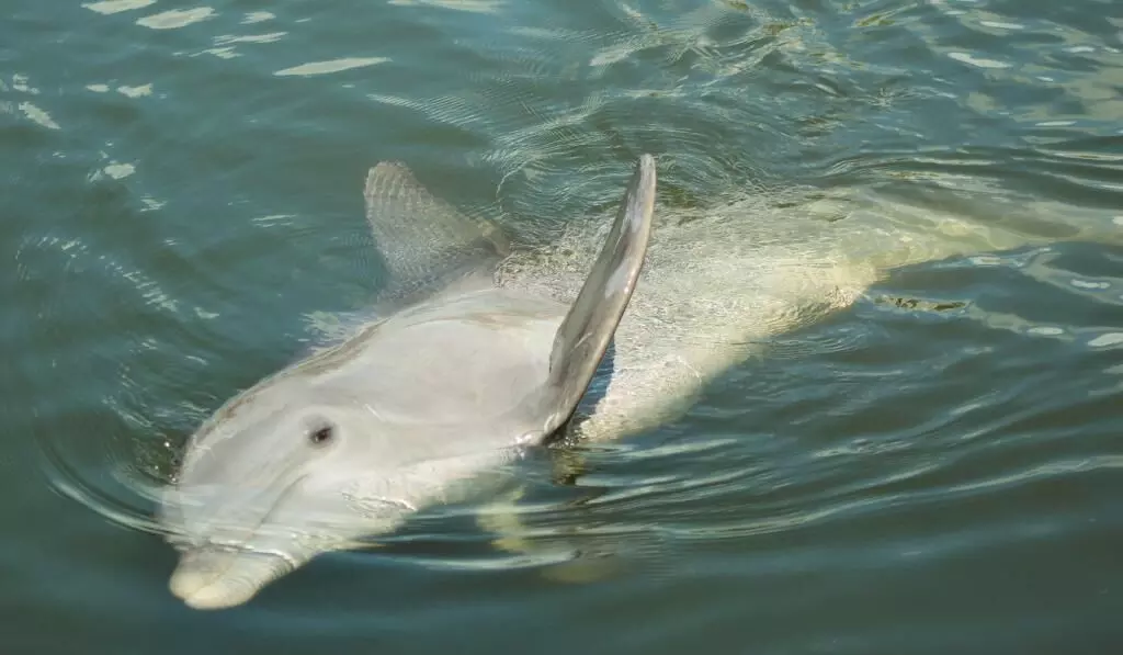 Indias First National Dolphin Research Centre Opens in Patna