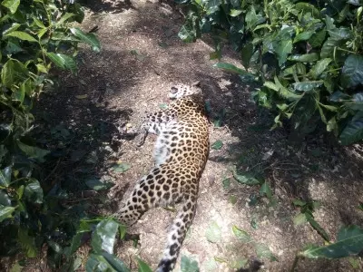 Man-eater leopard killed in J&Ks Budgam District