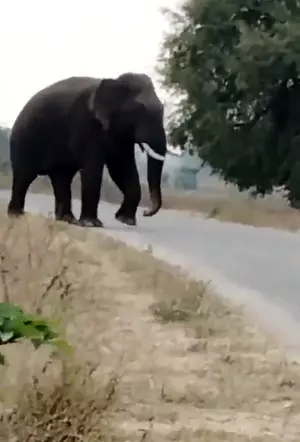 Wild elephant tramples farmer to death in Telangana