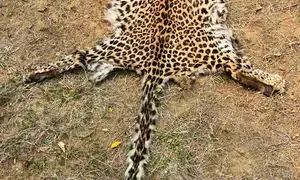 Two held with leopard skin in Odisha
