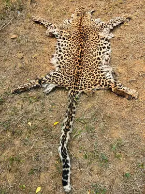 Two held with leopard skin in Odisha