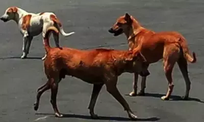 Woman mauled to death by stray dogs in UP village