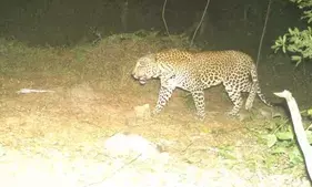 TN forest dept increases surveillance to catch elusive leopard