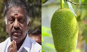 Ex-Tamil Nadu CM Panneerselvam faces triangular contest in Ramanathapuram LS seat