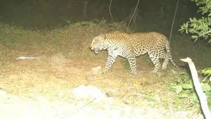 TN forest dept increases surveillance to catch elusive leopard TN forest dept increases surveillance to catch elusive leopard