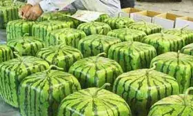 Now get square shaped water melons this summer