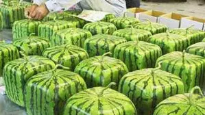 Now get square shaped water melons this summer Now get square shaped water melons this summer