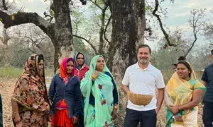 Rahul Gandhi makes surprise visit to women collecting mahua flowers in MP’s Shahdol