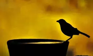 UP district launches Har Ghar Sakora Abhiyan to promote voter awareness & bird welfare