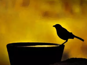 UP district launches Har Ghar Sakora Abhiyan to promote voter awareness & bird welfare