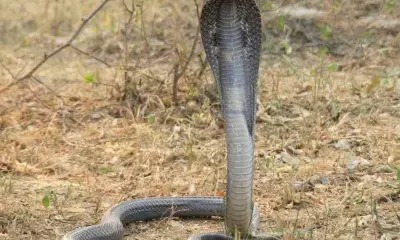 Black cobra rescued from park in Gugrugram society