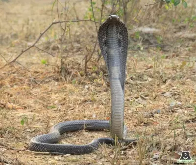 Black cobra rescued from park in Gugrugram society