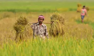 Above normal monsoon rainfall in 2024 bodes well for agricultural sector