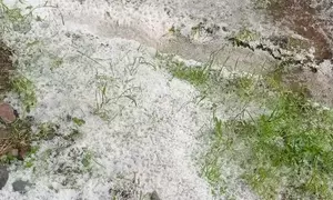 J&K: Hailstorm damages orchards in Shopian