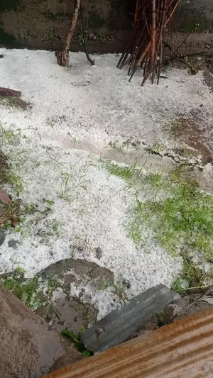 J&K: Hailstorm damages orchards in Shopian