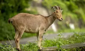 Three-day census of endangered Nilgiri tahr begins on April 29