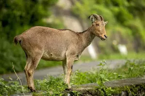 Three-day census of endangered Nilgiri tahr begins on April 29