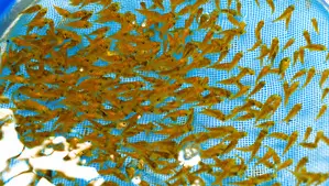 CMFRI achieves breakthrough in mariculture captive breeding CMFRI achieves breakthrough in mariculture captive breeding