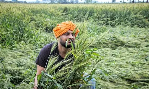 Punjab govt has failed to provide relief for crop loss: Congress leader