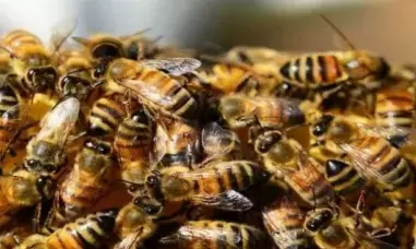 40 school students injured in bee attack in Agra