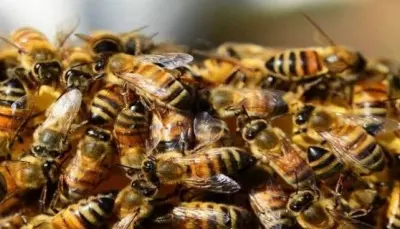 40 school students injured in bee attack in Agra 40 school students injured in bee attack in Agra