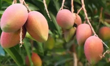 Adverse weather conditions may hit mango crops in UP: Experts