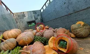 Drugs worth Rs 3.5 cr concealed in pumpkins seized in Manipur