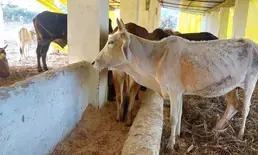 Yogi govt releases funds for upkeep of stray cattle