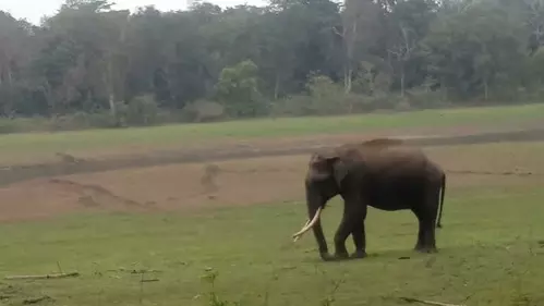 TN government committee identifies 42 elephant corridors in state TN government committee identifies 42 elephant corridors in state