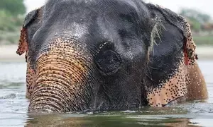 Kalpana celebrates 5th rescue anniversary at Mathura elephant hospital