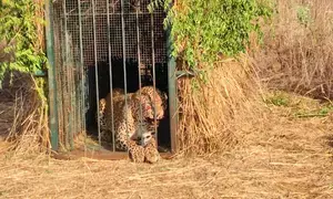 Elusive leopard finally trapped near Hyderabad Airport