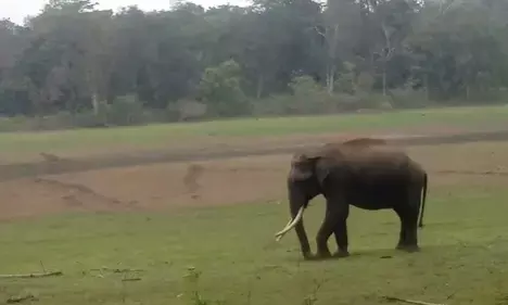 AIADMK to protest against draft elephant corridor plan of TN govt