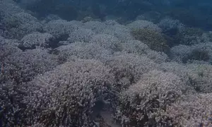 Intense coral bleaching recorded in Lakshadweep due to marine heatwaves