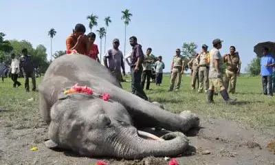 Male elephant found electrocuted near Noganur forest in TNs Krishnagiri