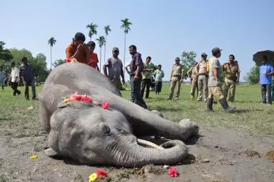 Male elephant found electrocuted near Noganur forest in TNs Krishnagiri