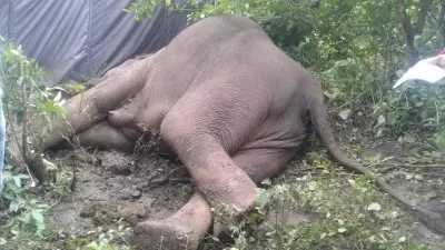 Kerala Forest Department registers case against loco pilot for killing wild elephant Kerala Forest Department registers case against loco pilot for killing wild elephant