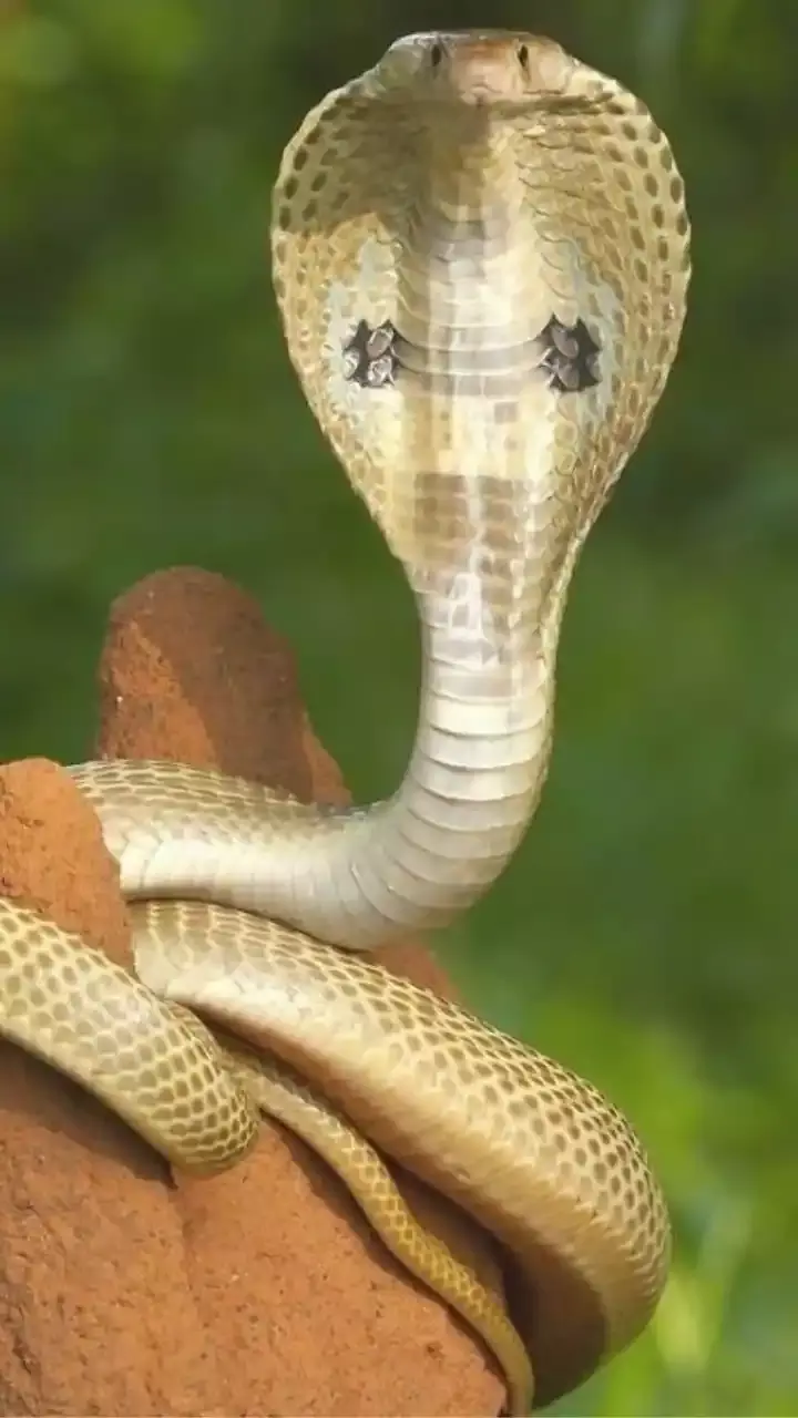 Ten most Venomous snakes found in India.