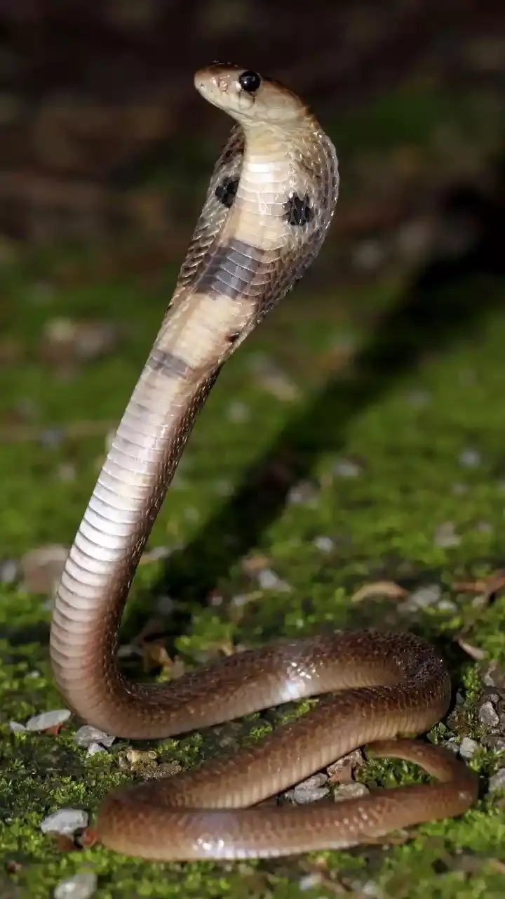 Ten most Venomous snakes found in India.