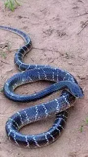 Ten most Venomous snakes found in India.