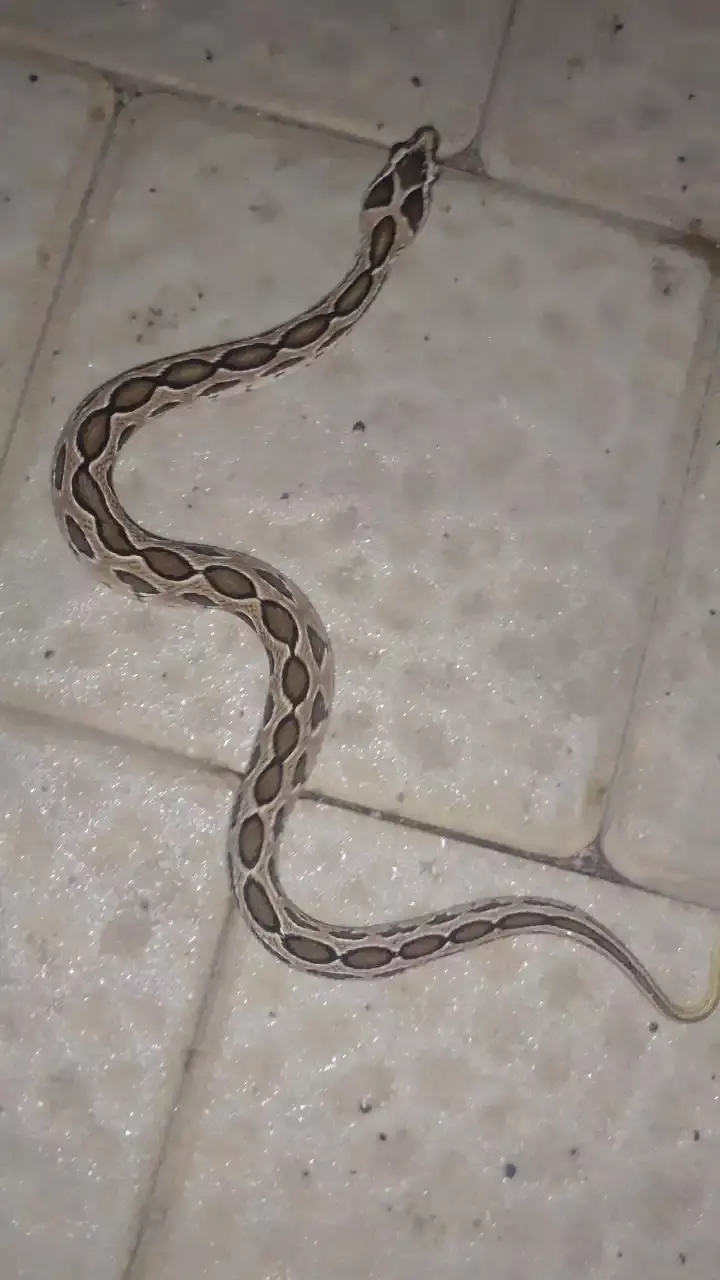 Ten most Venomous snakes found in India.