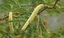 TN environmentalists petition Forest Dept for removal of invasive species