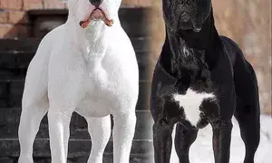 Tamil Nadu bans 23 dangerous dog breeds