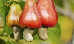 Goa keen to have GI tag for cashew fruit, nut, ‘Urrak’