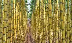 Dharani Sugars out of Insolvency Process, to restart plants in 3 months