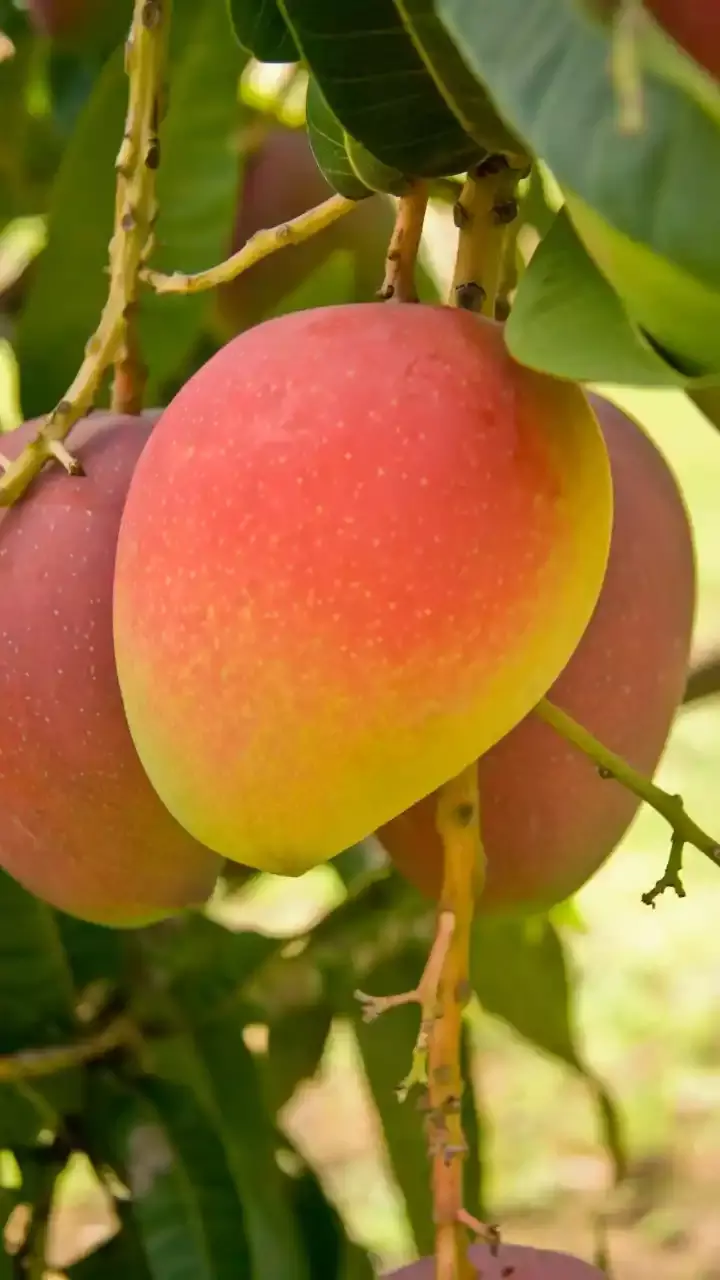 Top five health benefits of mango